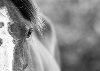 Closeup Portrait Horse