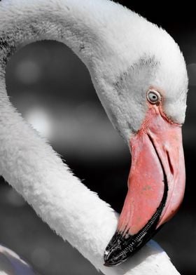Flamingo ck