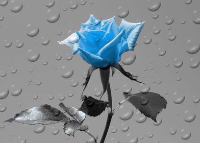 Rose Drops blue ck 4388