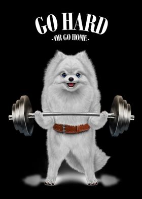 Pomeranian Weightlifting