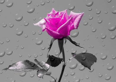 Rose Drops magenta ck 4388