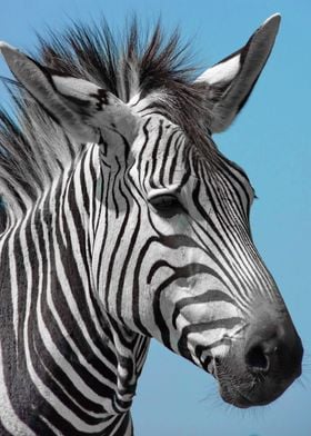Lovely Moutain Zebra ck