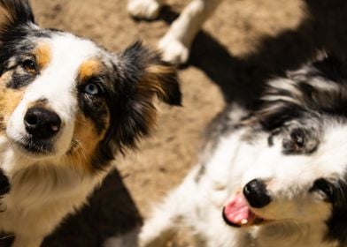 Two border collies