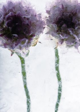 Armeria in ice 2