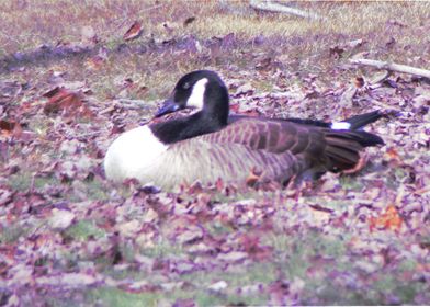 Canadian Geese