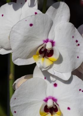 orchid in the garden