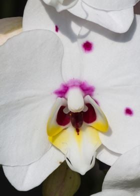 orchid in the garden