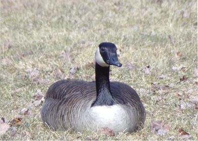 Canadian Geese