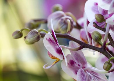 orchid in the garden