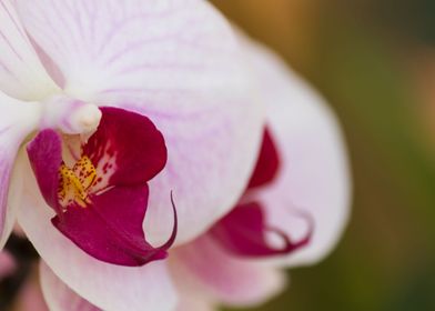 orchid in the garden