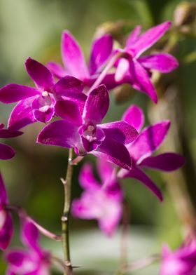 orchid in the garden