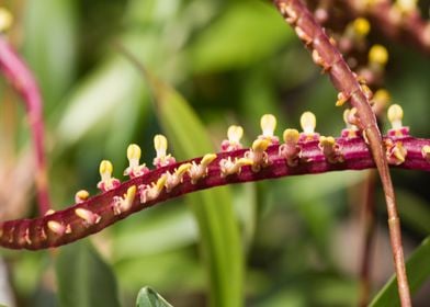 orchid in the garden