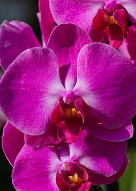 orchid in the garden