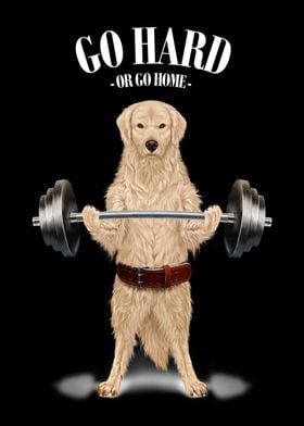 Labrador Dog Weightlifting