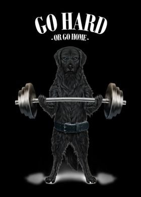 Labrador Dog Weightlifting