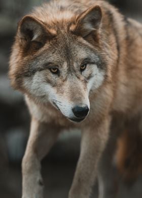 Wolf Close up Portrait