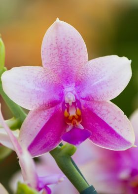 orchid in the garden