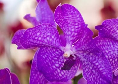 orchid in the garden