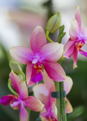 orchid in the garden