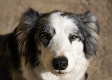 Border collie