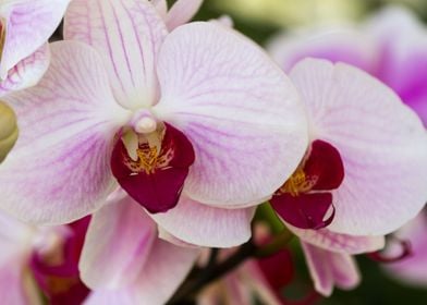 orchid in the garden