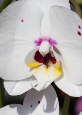 orchid in the garden