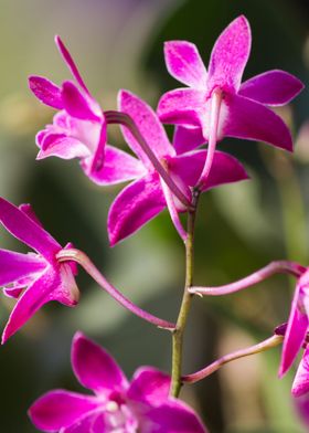 orchid in the garden