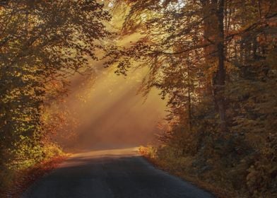 sunset tree night road