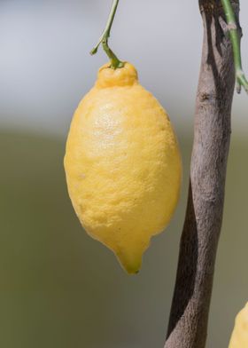 yellow lemon 