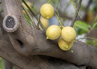 lemon in spring