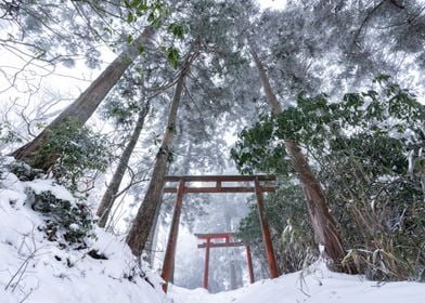 Torii Gate in the woods 