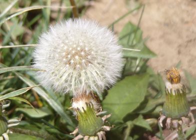 Dandelion