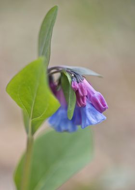 Beautiful bluebells