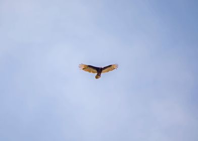 Turkey vulture flying