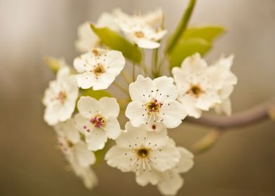 White tree blossoms 