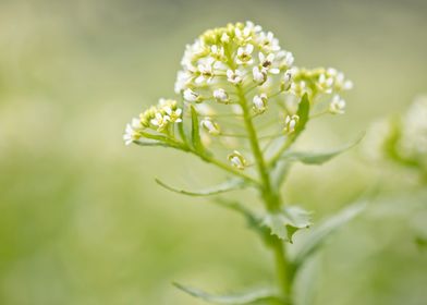 Tiny white flowers closeup