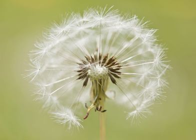 Dandelion wishes