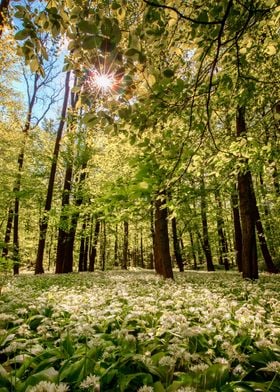 Spring forest,tree,flowers