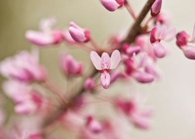 Redbuds in bloom