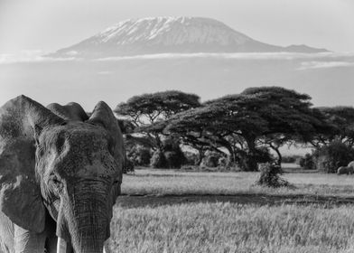 Kilimanjaro Elephants