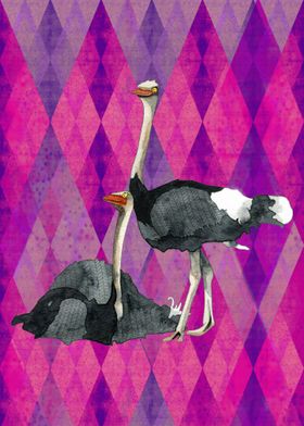 Ostriches poster