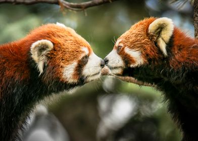 Red Panda Kiss