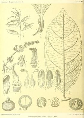 Xanthophyllum affine Korth