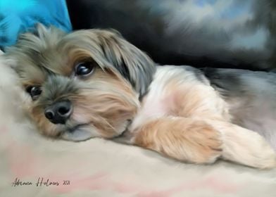 Cute Yorkie Sleeping Art