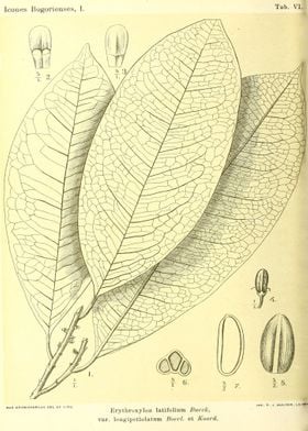 Erythroxylon latifolium