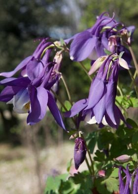 flower in the garden