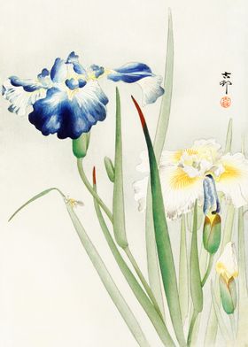 Koson Irises