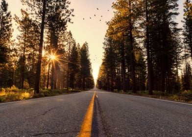 road sunset tree fly