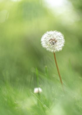 Macro Photo of a Dandelion