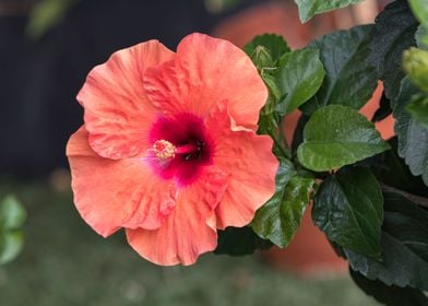 hibiscus in bloom in the g